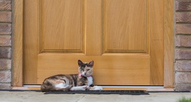 Photograph of a cat sitting at the front door of a house