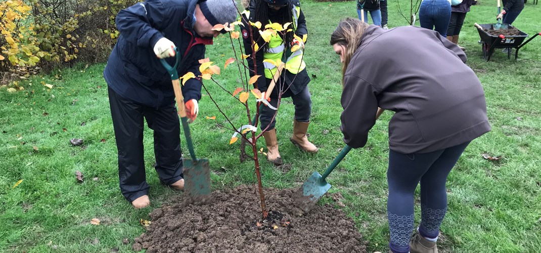 Vounteers planting trees for community orchard