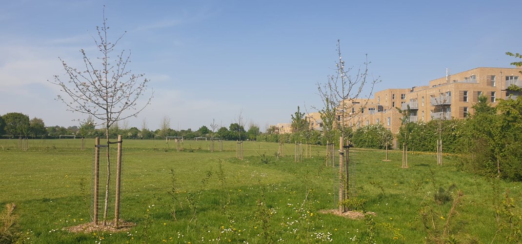 Rectory Park Community Orchard 4