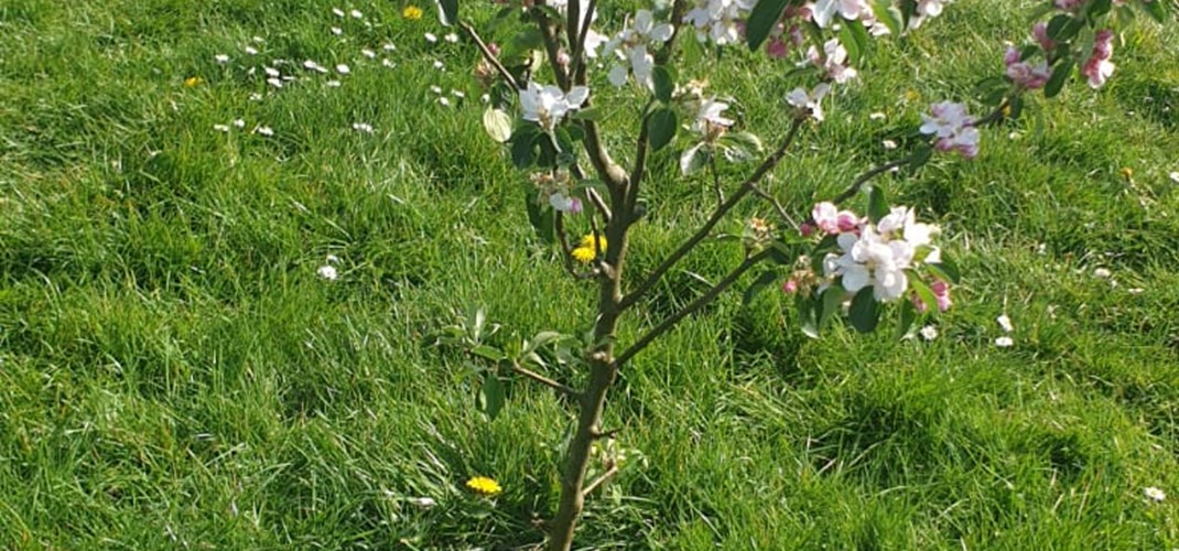 Rectory Park Community Orchard 5