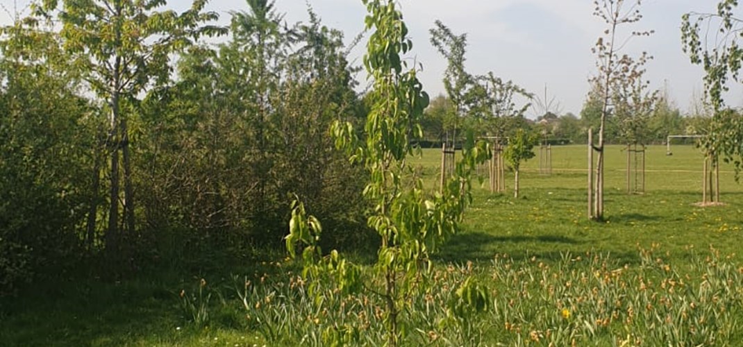 Rectory Park Community Orchard 7
